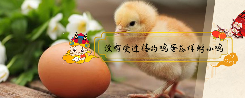 沒有受過精的雞蛋怎樣孵小雞
