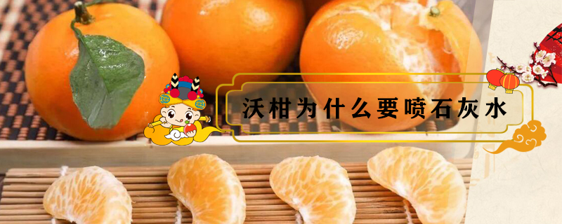 沃柑為什么要噴石灰水