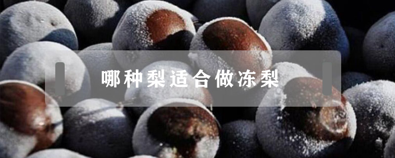 哪種梨適合做凍梨