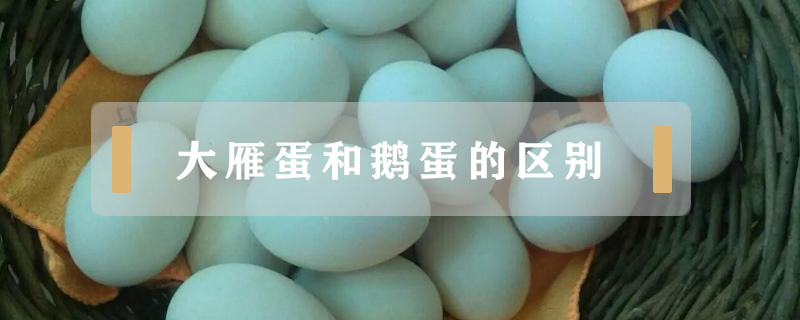 大雁蛋和鵝蛋的區別