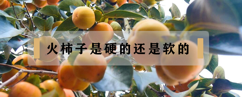火柿子是硬的還是軟的