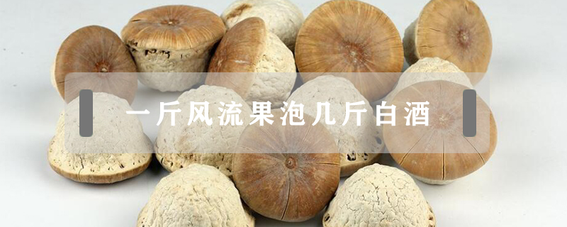一斤風流果泡幾斤白酒