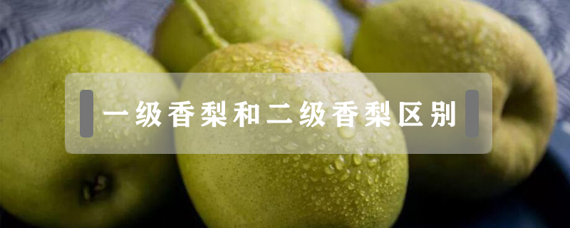 一級香梨和二級香梨區別