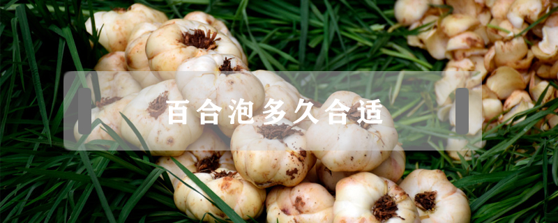 百合泡多久合適