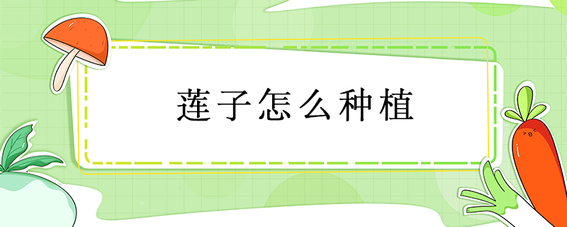 蓮子怎么種植