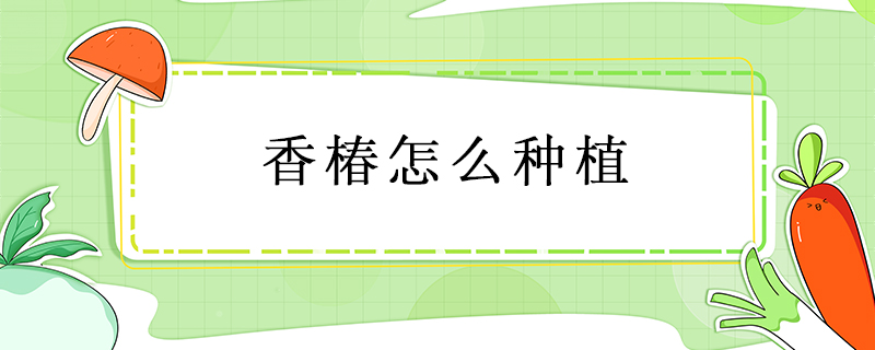 香椿怎么種植