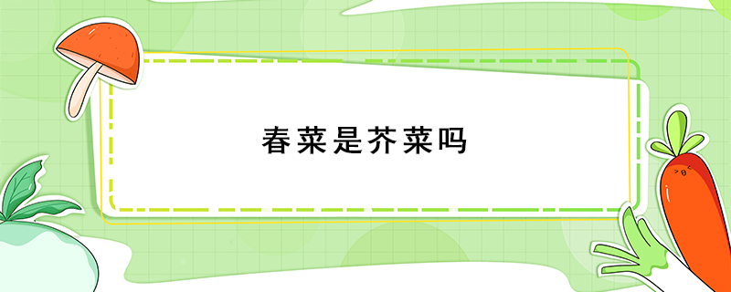 春菜是芥菜嗎