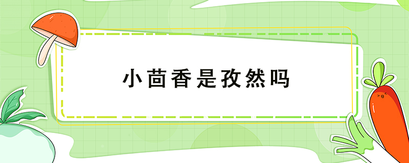 小茴香是孜然嗎
