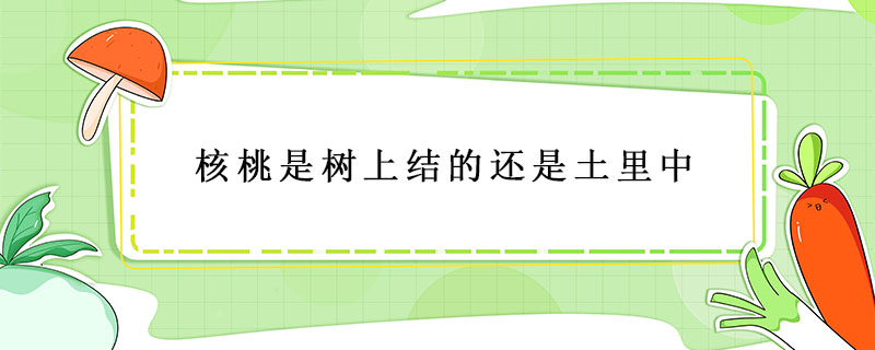 核桃是樹上結的還是土里中
