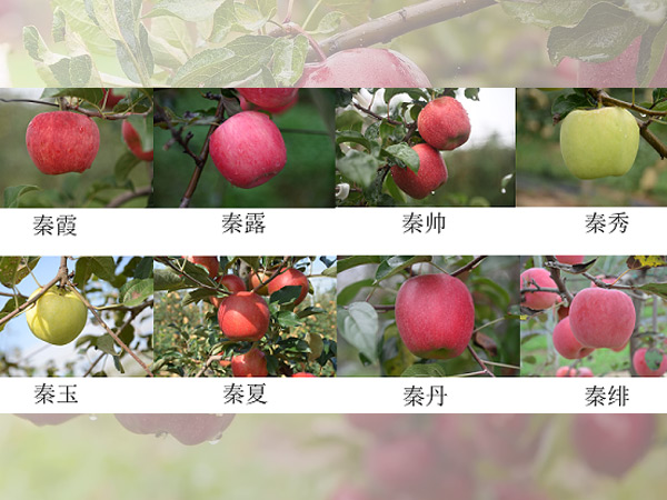 8款國產(chǎn)蘋果新品種獲得新品種權(quán)